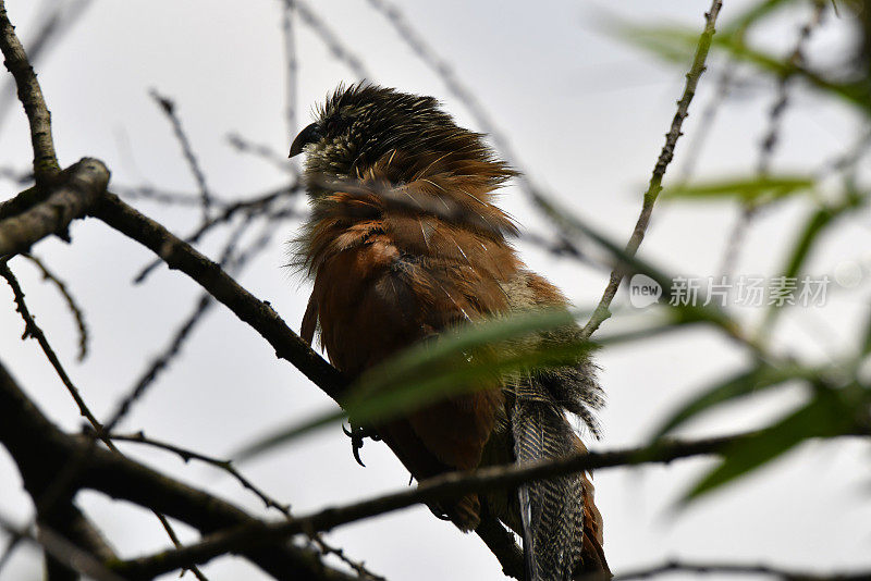 White-browed Coucal